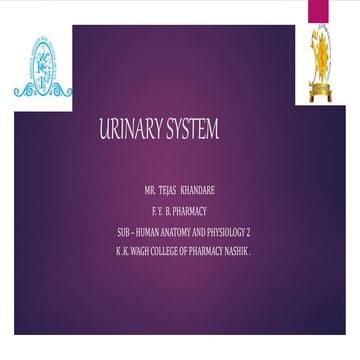 Urinary system