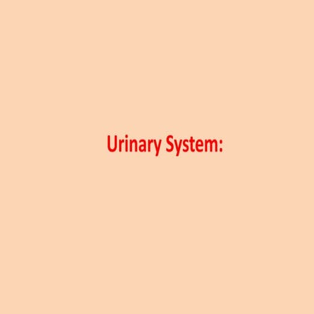 Urinary System.pptx