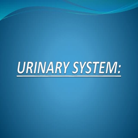 Urinary system.pptx
