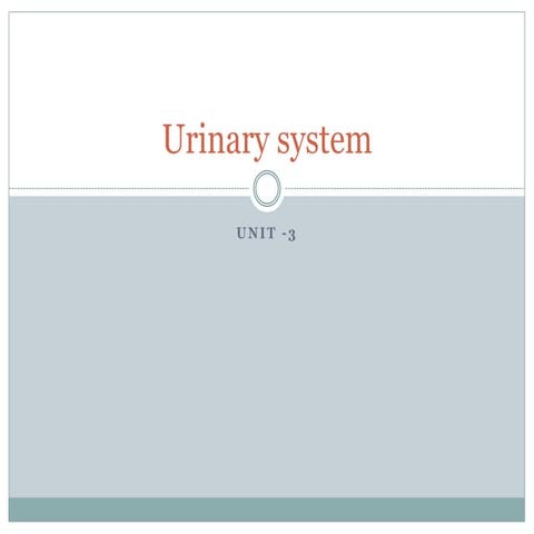 Urinary system.