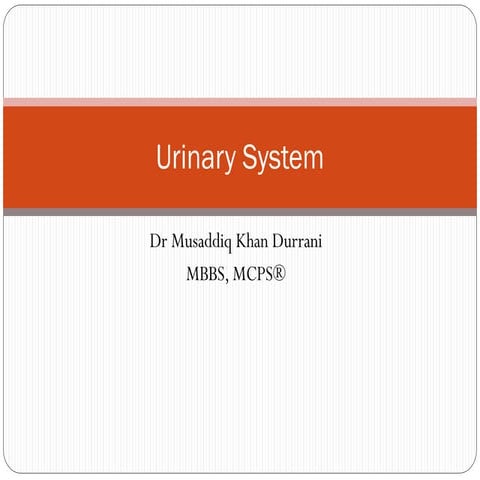 Urinary System.pdf