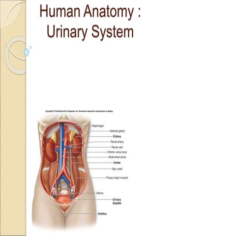 anatomical structures of Urinary System.ppt