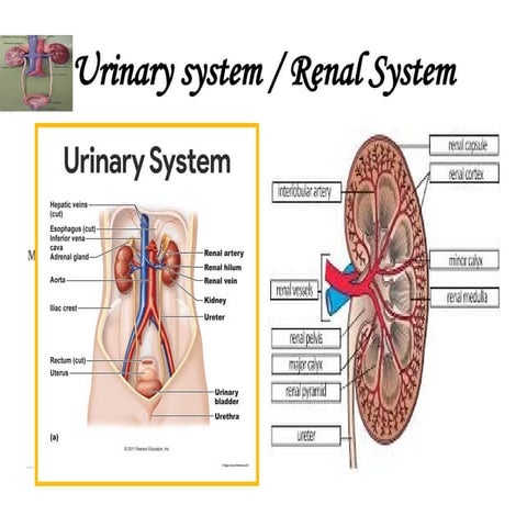urinary system.ppt parts and functions of it