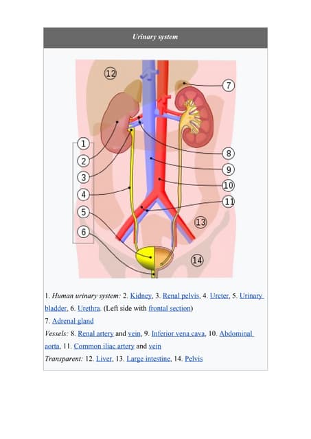 Urinary System Medical Terminology Project | PPTX