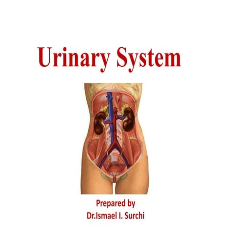 Urinary system by ismail surchi