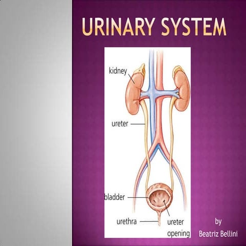 Urinary system presen.09