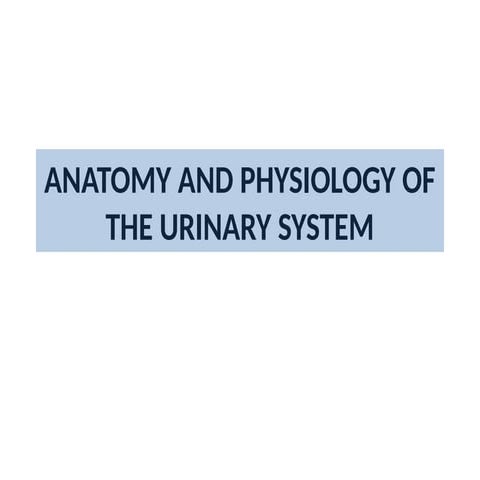 Urinary System PArts and Meaning Urinary