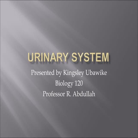 Urinary System 11