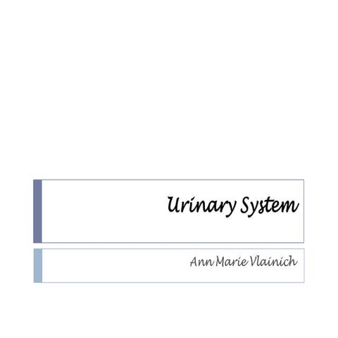 Urinary System #4
