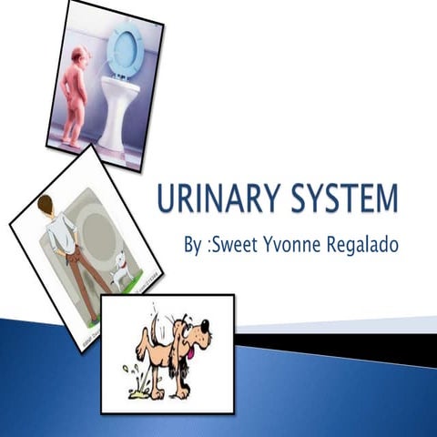 Urinary system of goat 1 | PPTX
