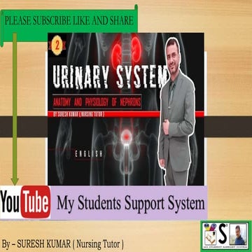 Urinary system (anatomy and physioloyg of nephrons )   english
