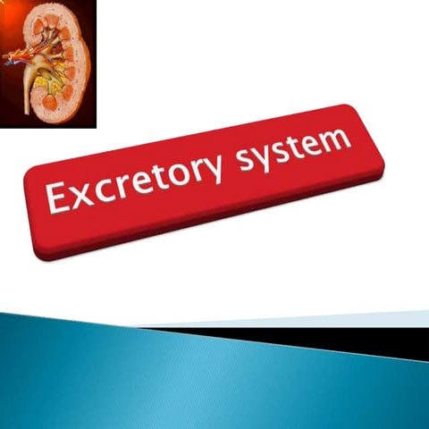 URINARY/ excretory SYSTEM anatomy & physiology