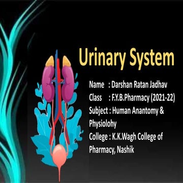 Urinary system ||  Human Anatomy And Physiology || B. Pharmacy || Anantomy of...