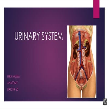 anatomy urinary system lec 3 with voice.pptx