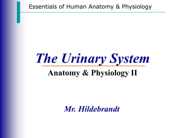 Urinary System Notes
