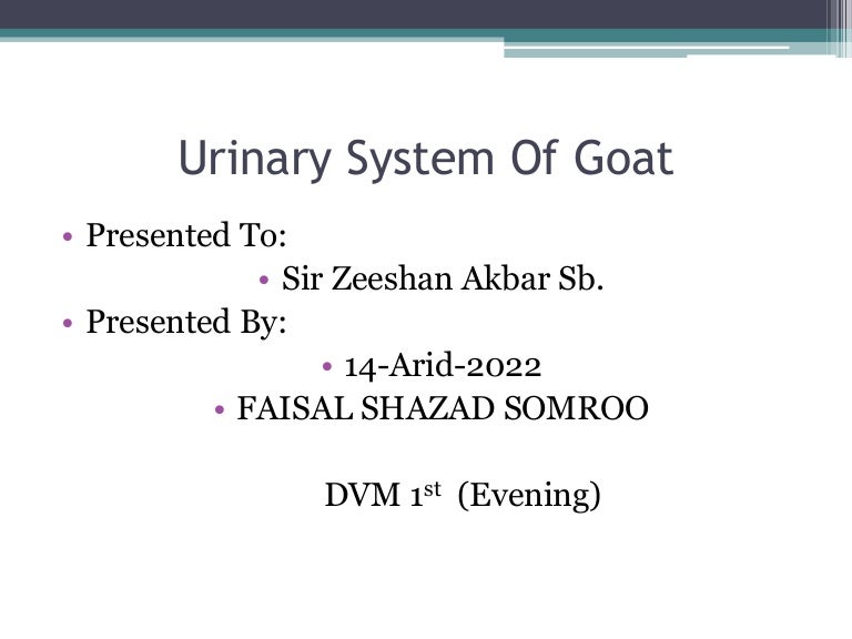 Urinary system of goat 1
