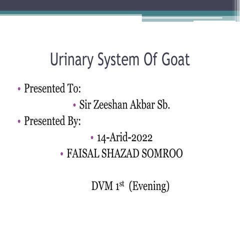 Urinary system of goat 1