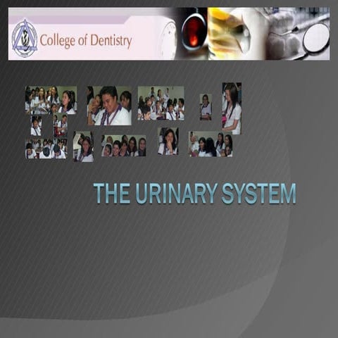 Urinary System