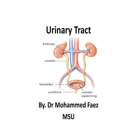 Urinary tract