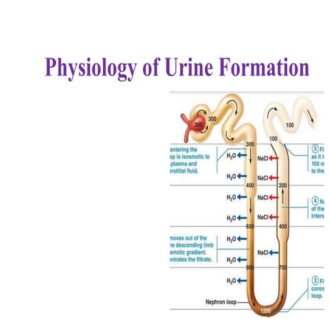 kindney ki makiaankh urine-formation.pdf