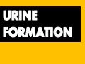 Urine formation