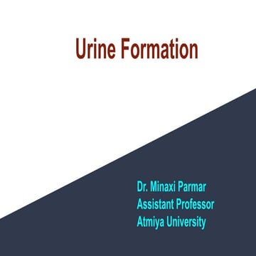 Urine formation