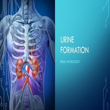 Urine formation  renal physiology