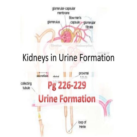 Urine formation osmo regulation