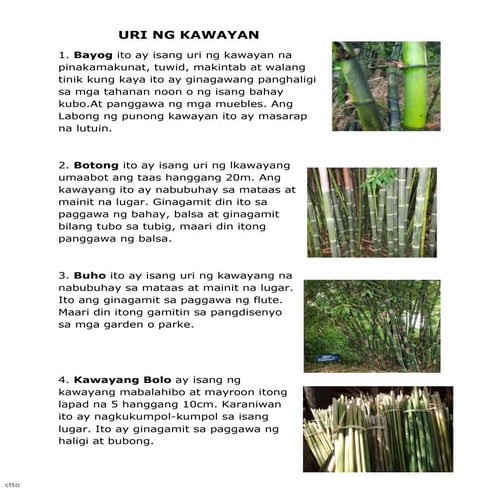 Uri ng kawayan | PDF