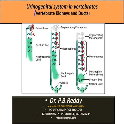 Urino genitial system of vertebrates