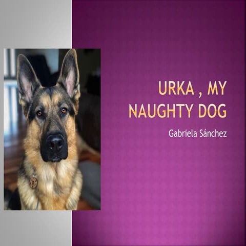 Urk,  My  Naughty Dog