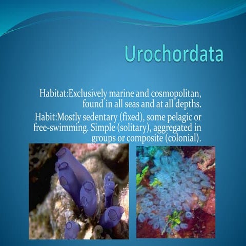 Urochordata.pptx
