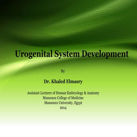 Urogenital system embryology