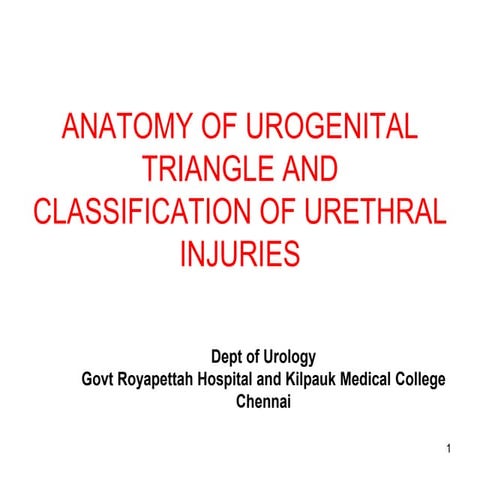 anatomy of Perineum urogenital triangle | PDF