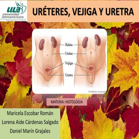 HISTOLOGÍA DE URÉTERES, VEJIGA Y URETRA