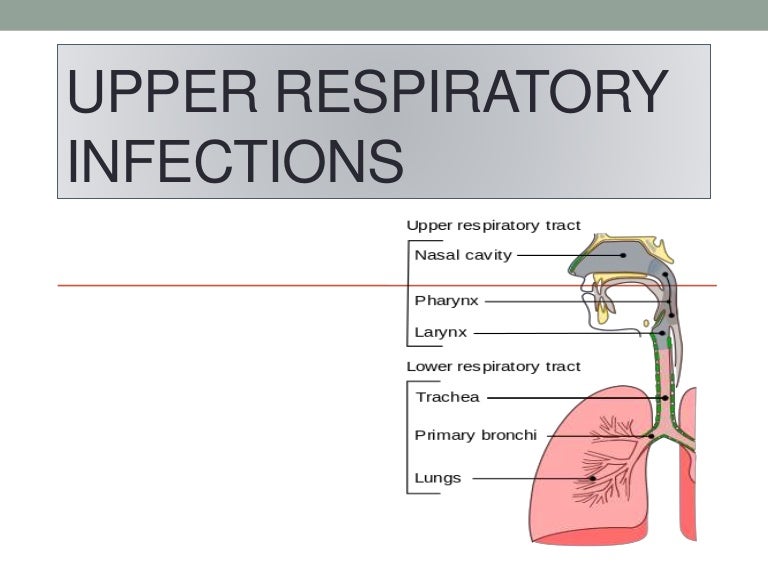 UPPER RESPIRATORY TRACT INFECTIONS