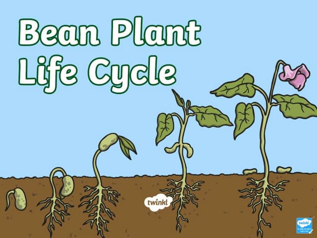 US-Sc-367-Bean-Life-Cycle-PowerPoint_ver_4.pptx