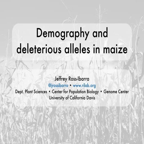 Demography and deleterious alleles in maize