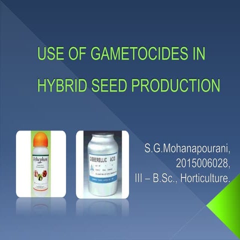 Use of gametocides in hybrid seed production