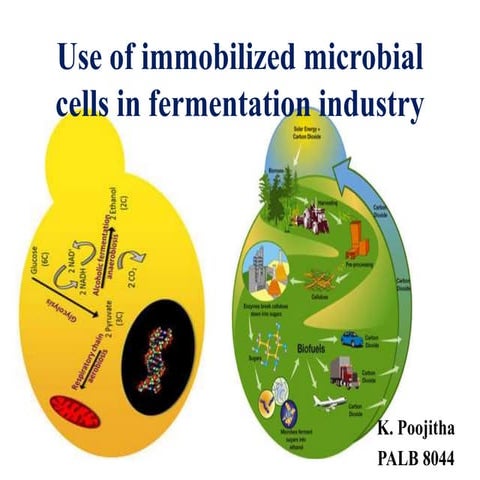 Use of immobilized cells in fermentation industry