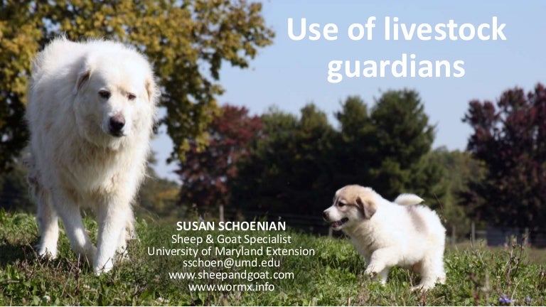 types of livestock guardian dogs