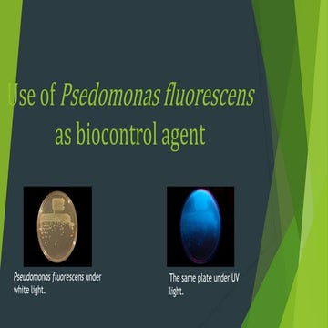 Use of Pseudomonas fluoroscens as biocontrol agent