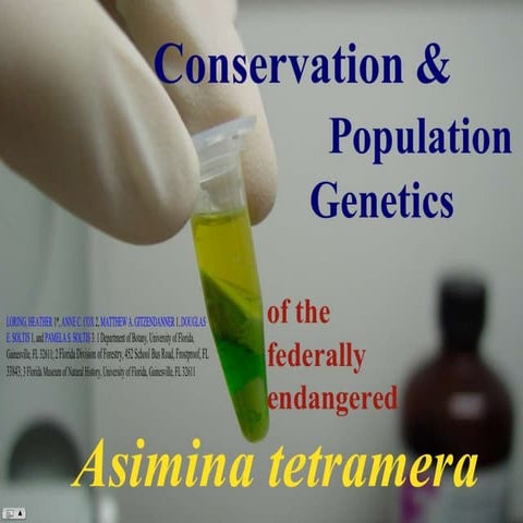 Asimina tetramera population PPT