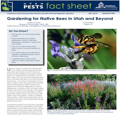 Gardening for Native Bees in Utah and Beyond