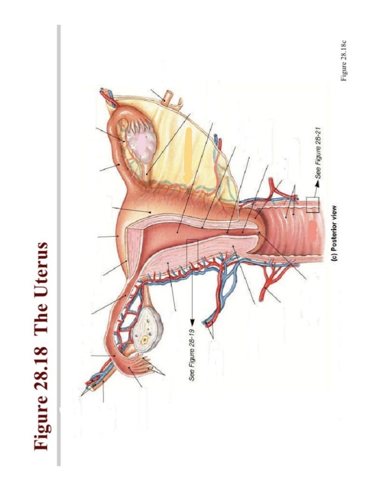 [Get 39+] Uterus Diagram No Labels