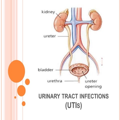 Clinical pharmacology.. Urinary tract infections | PPTX