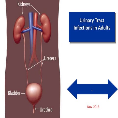 UTI power point about urinary tract infection .pptx