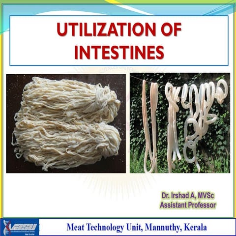 Utilization of intestines as animal casings