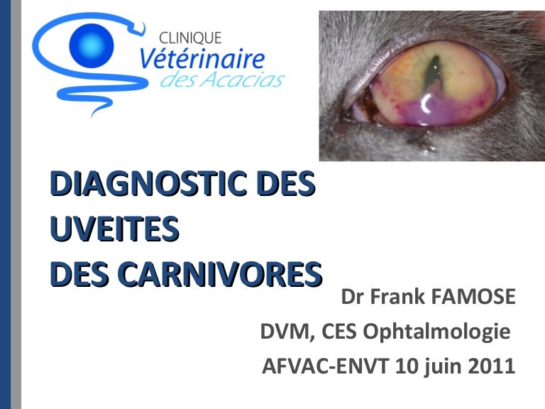 Diagnostic Des Uveites Chez Les Carnivores