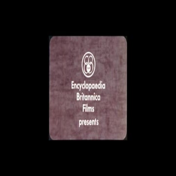 Designing Successful Experiences for Bald Apes